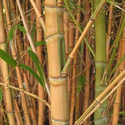 Bambou Phyllostachys aurea Koi